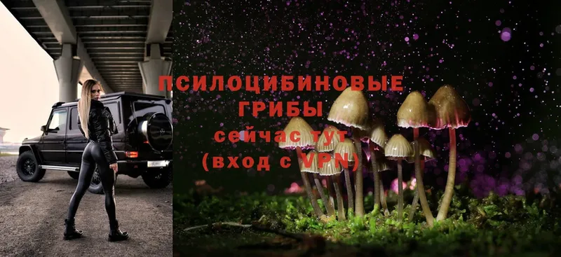 что такое наркотик  Саратов  Псилоцибиновые грибы Magic Shrooms 